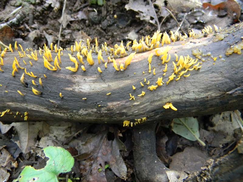 2�gruppo ritrovamenti del 15.10.2010.